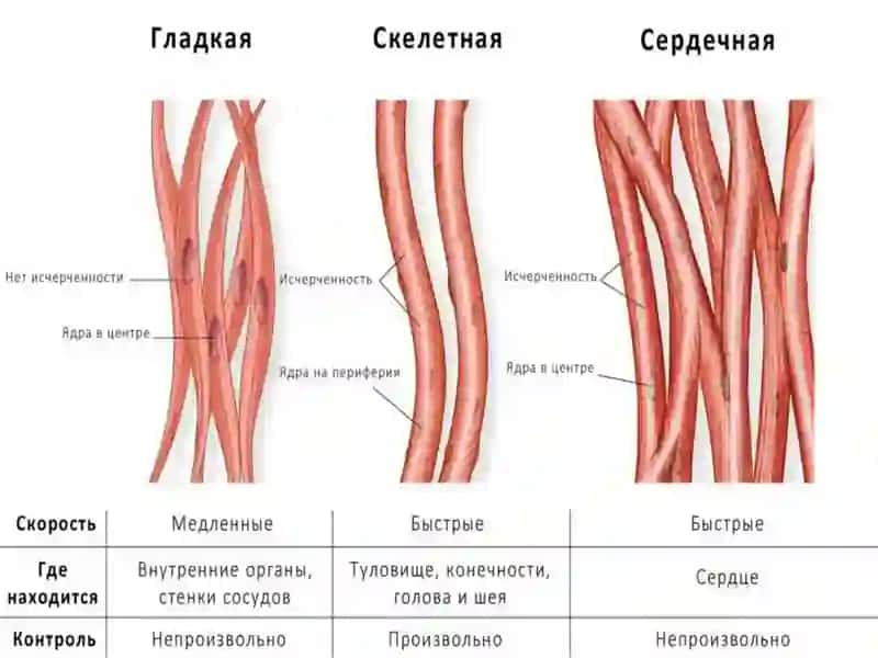 Физиология мышечной ткани 4