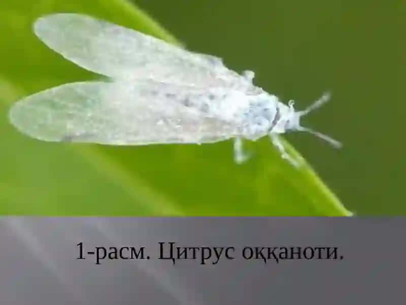Цитрус оққаноти– Dialeurodes citri Ashm. 4