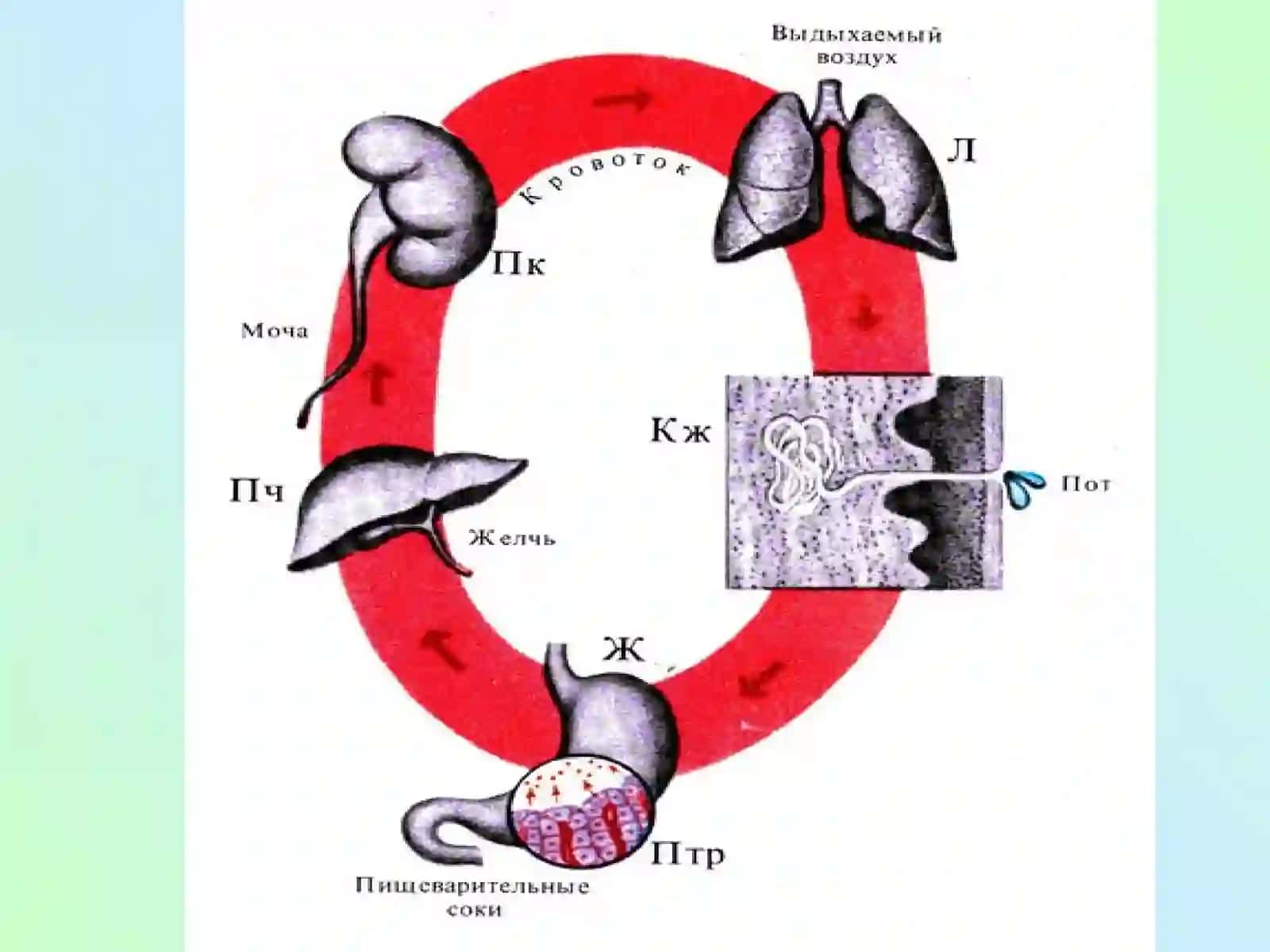 Экскретор функцияси 4