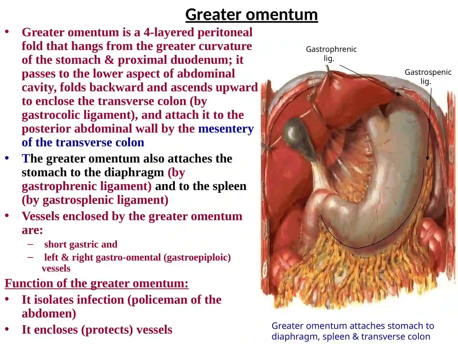 Peritoneum, blood supply &innervation of the abdomen 4