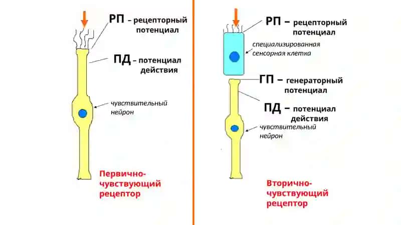 Обонятельный анализатор 4