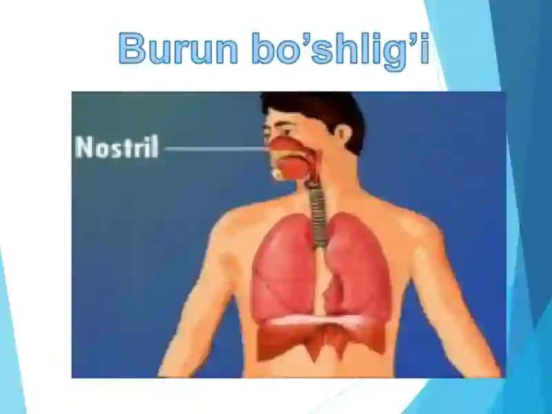Nafas olish organlari sistemasi 4