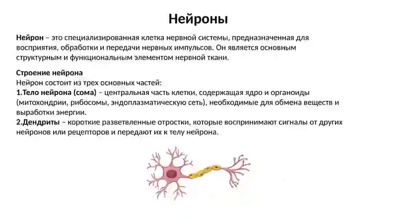 Нервная ткань 4