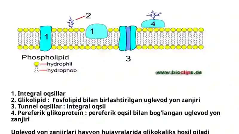 Membranalar buzilishlari 4