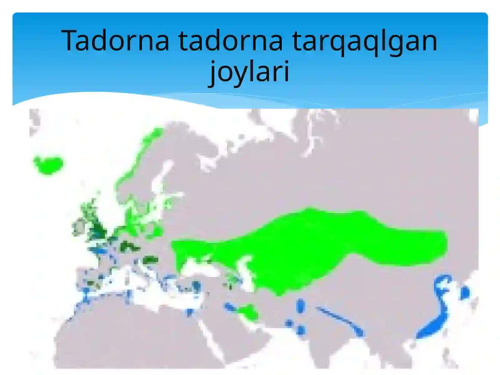 Suralayg`oz-tadornatadorna(пеганка) 4