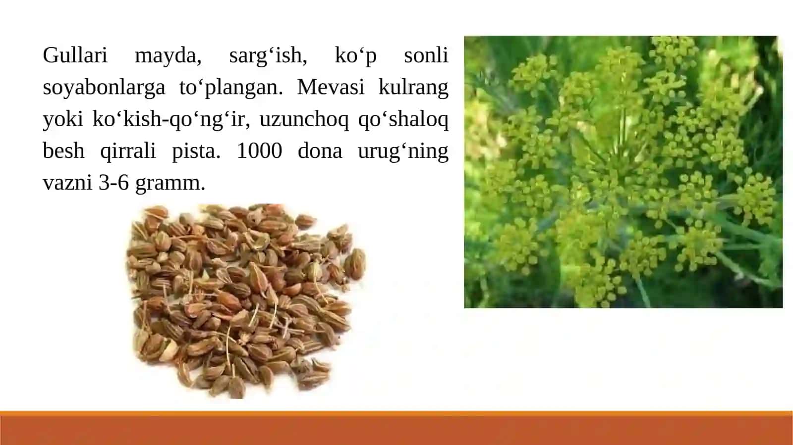 Dorivor moychechak-(Matricaria chamomilla L.)bioekologik xususiyatlari 4