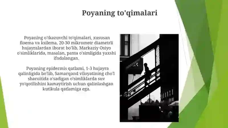 Novda va kurtaklarning tuzilishi 4