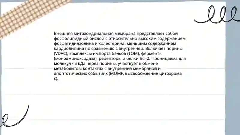 Строение мембран митохондрии 4