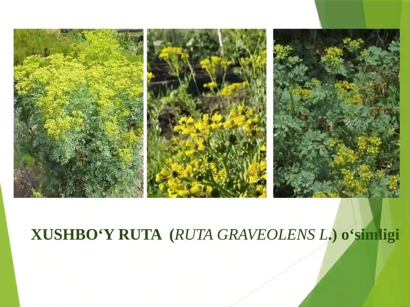 Xushbo‘y ruta (Ruta graveolens L.) 4