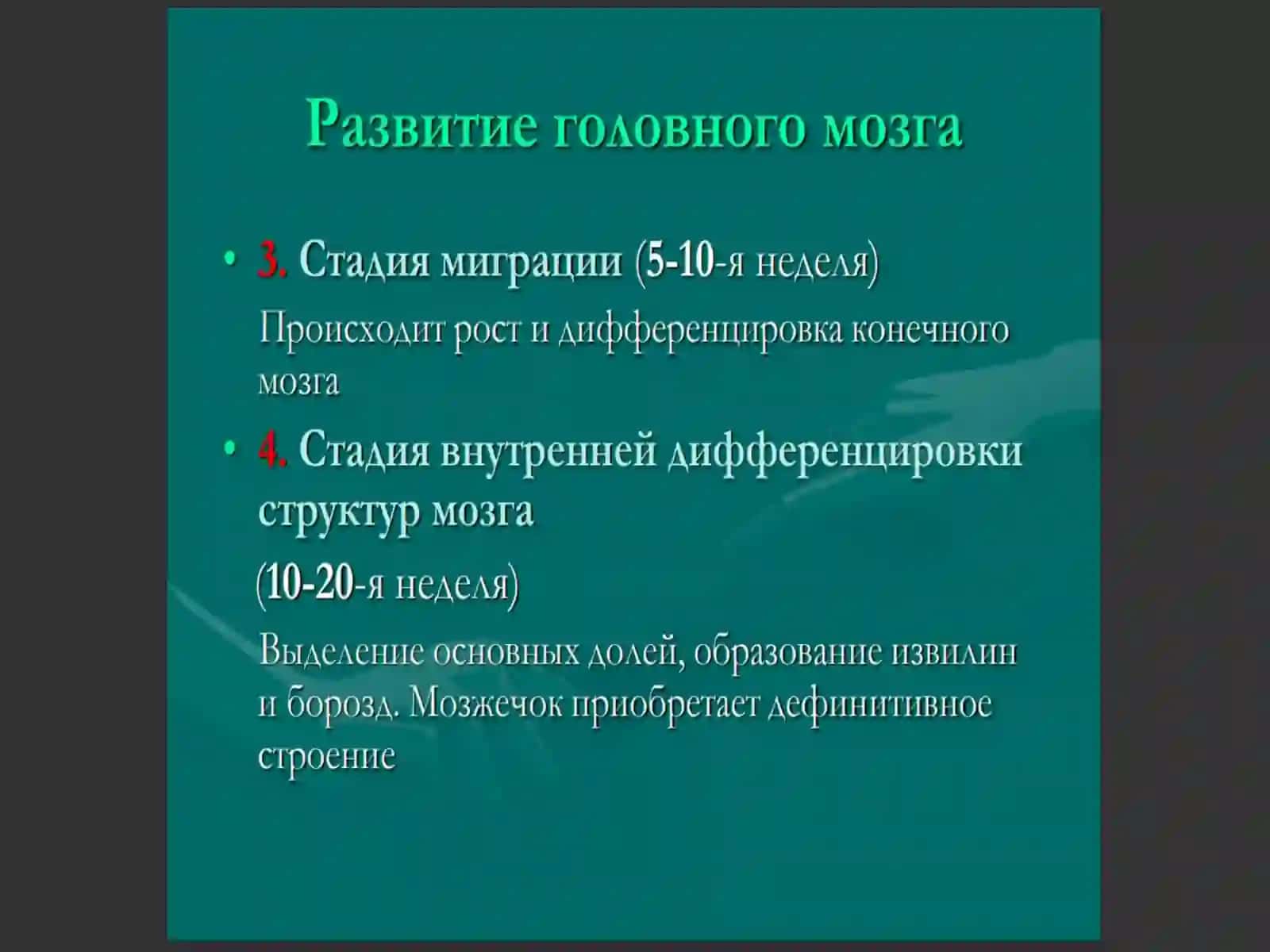 Центральная нервная система 4