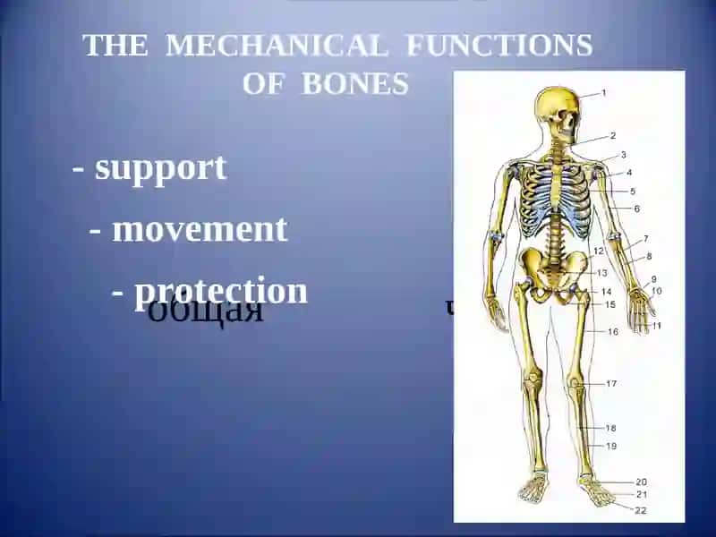 GENERAL   OSTEOLOGY. DEVELOPMENT AND GROWTH OF BONES 4