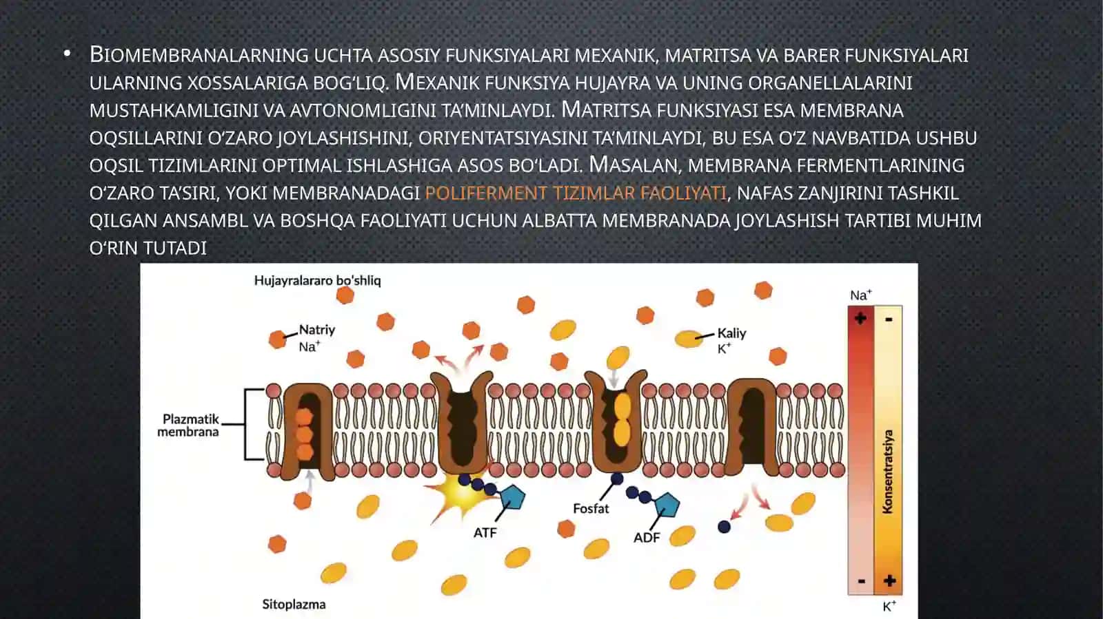 Biologik mebranalar xossalari 4