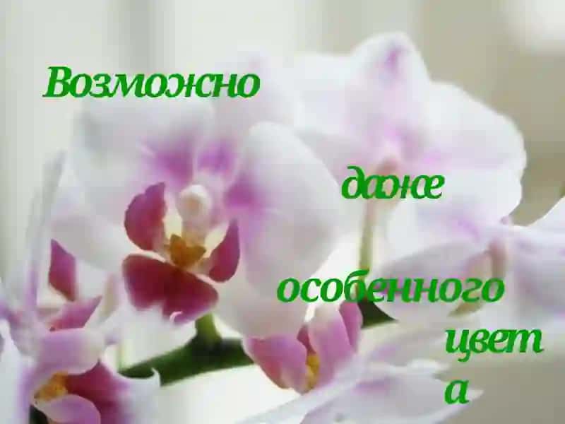 Моя жизнь - моя мечта! 4