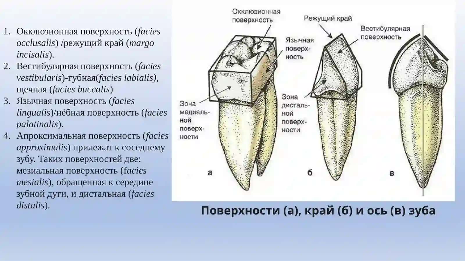 АНАТОМИЯ ЗУБОВ 4