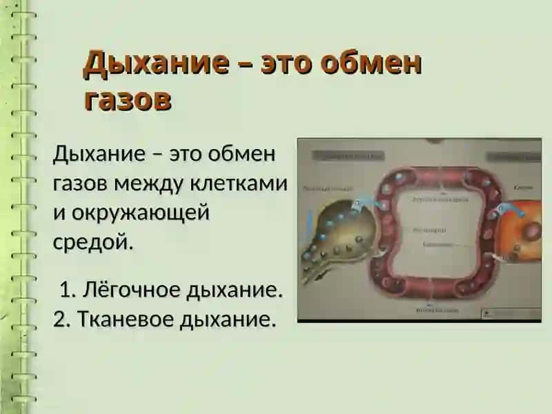 Органы дыхательной системы 4