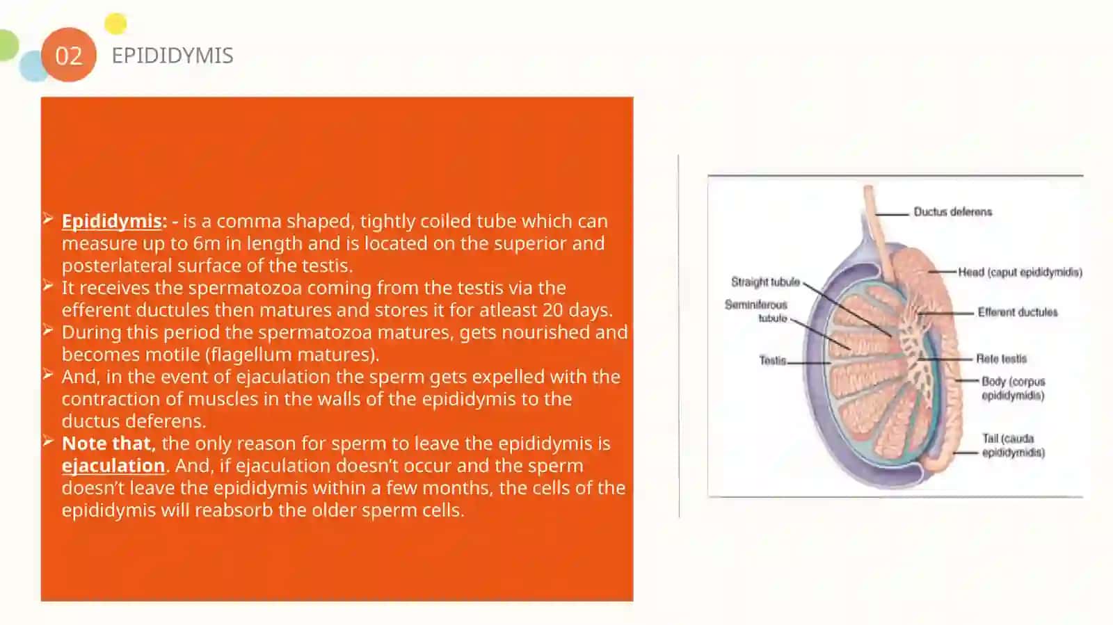 Pathway of Spermatozoa 4