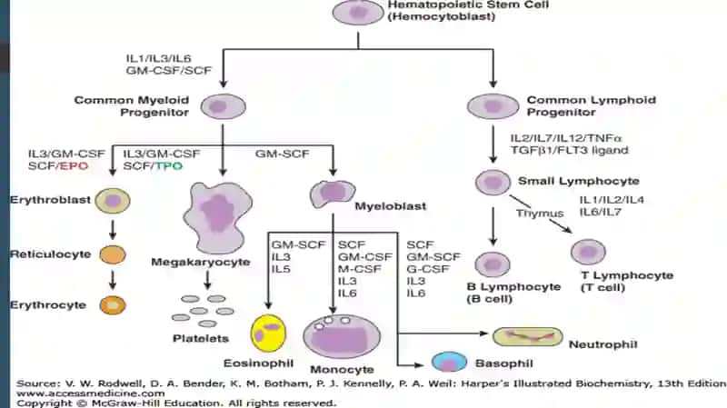 Eritrotsitlarbiokimyosi 4