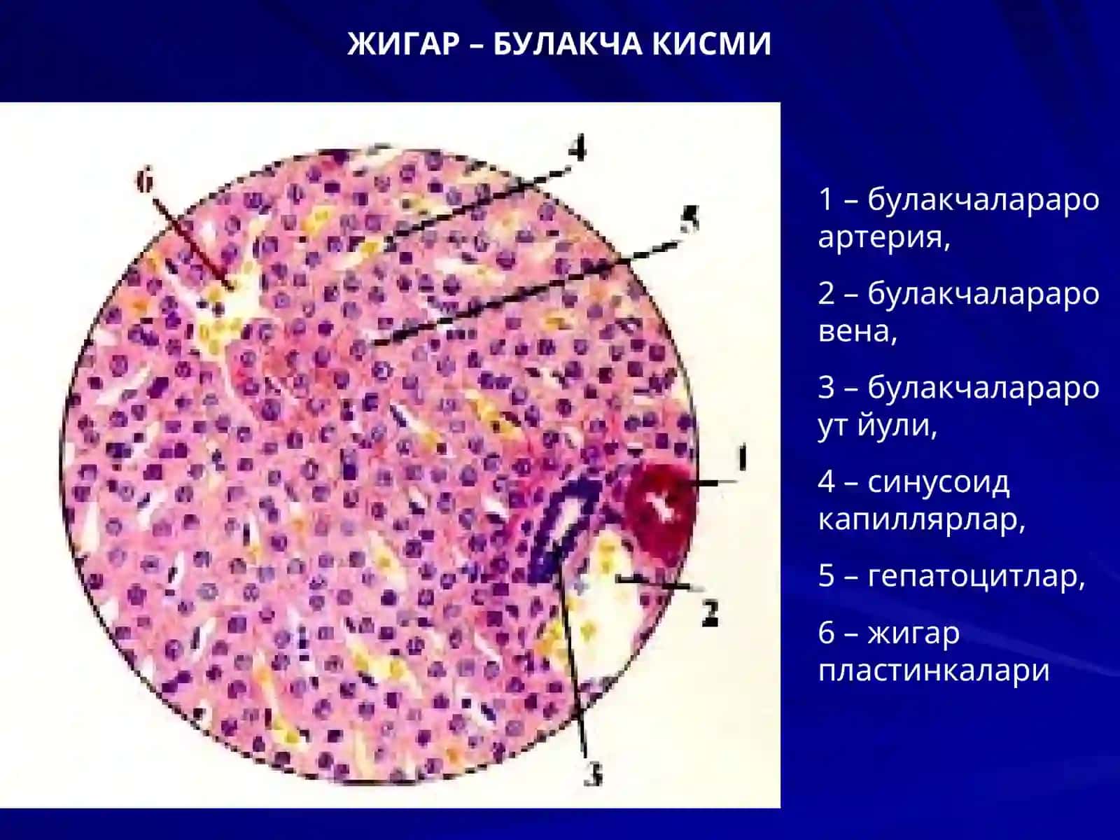 ЖИГАР. МЕЪДА ОСТИ БЕЗИ 4