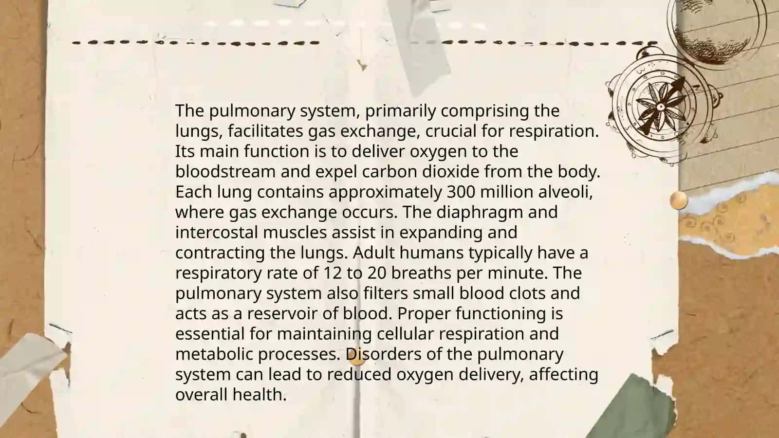 Lungs and a pulmonary system 4