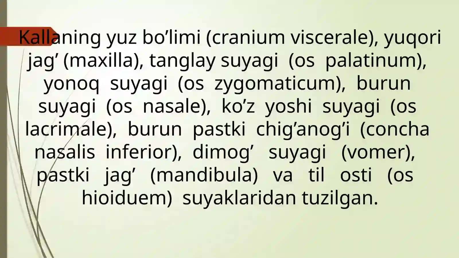 Kallaning yuz qismi suyaklari 4