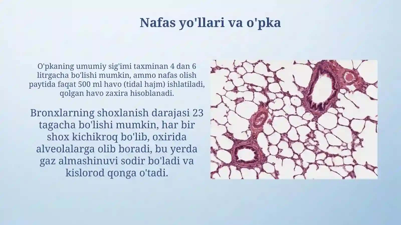 Nafasorganlari 4