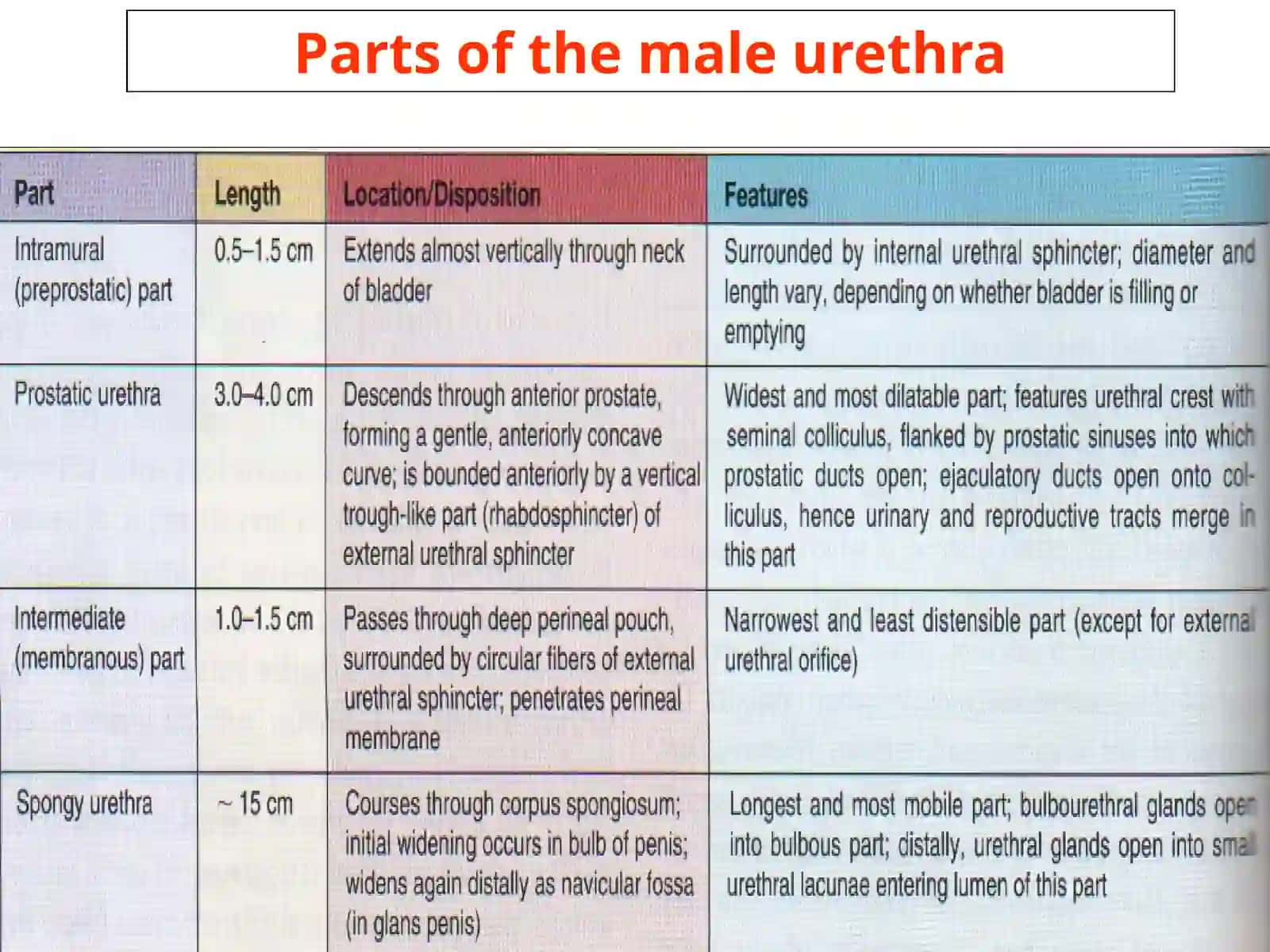 Urethra Structure in Male and Female 4