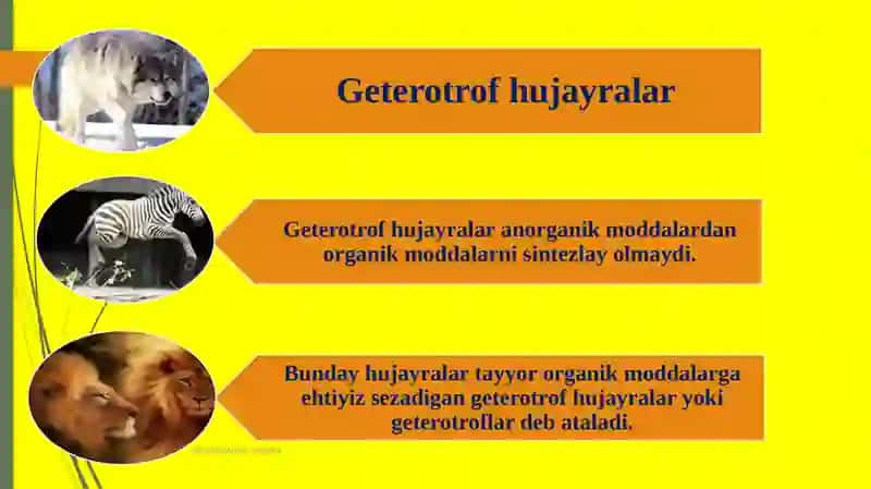 Hujayraning oziqlanishi 4