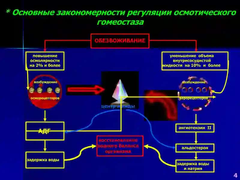 Патофизиология водно-солевого обмена 4