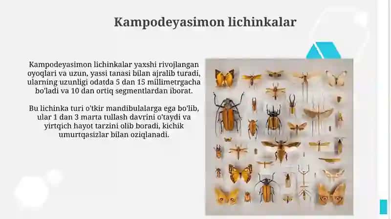Hasharot lichinkalari turlari bilan tanishuv 4