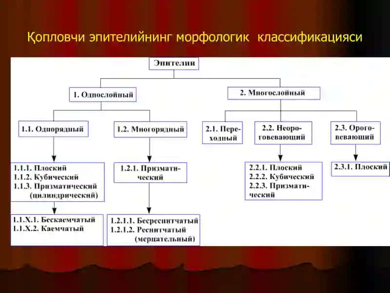 Умумийгистология 4
