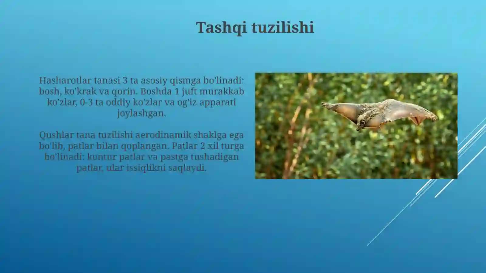 Hashoratlar sinfi. Qushlar 4