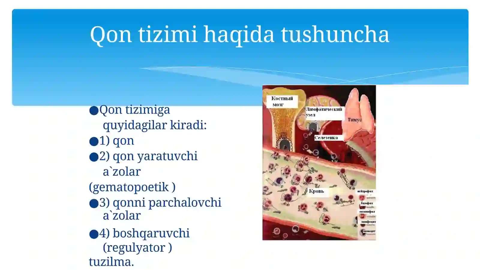 Qon fiziologiyasi 4
