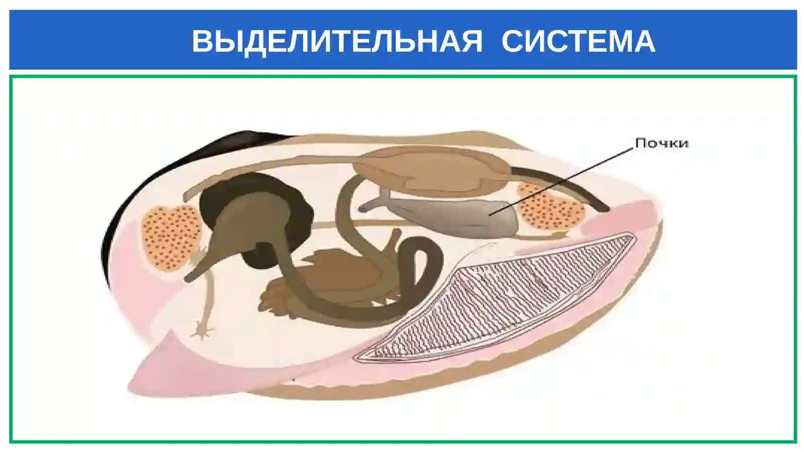 Класс ракообразные 4