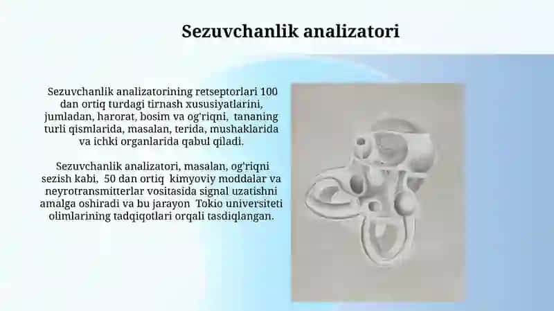 Sezgi a'zolarning anatomiyasi 4