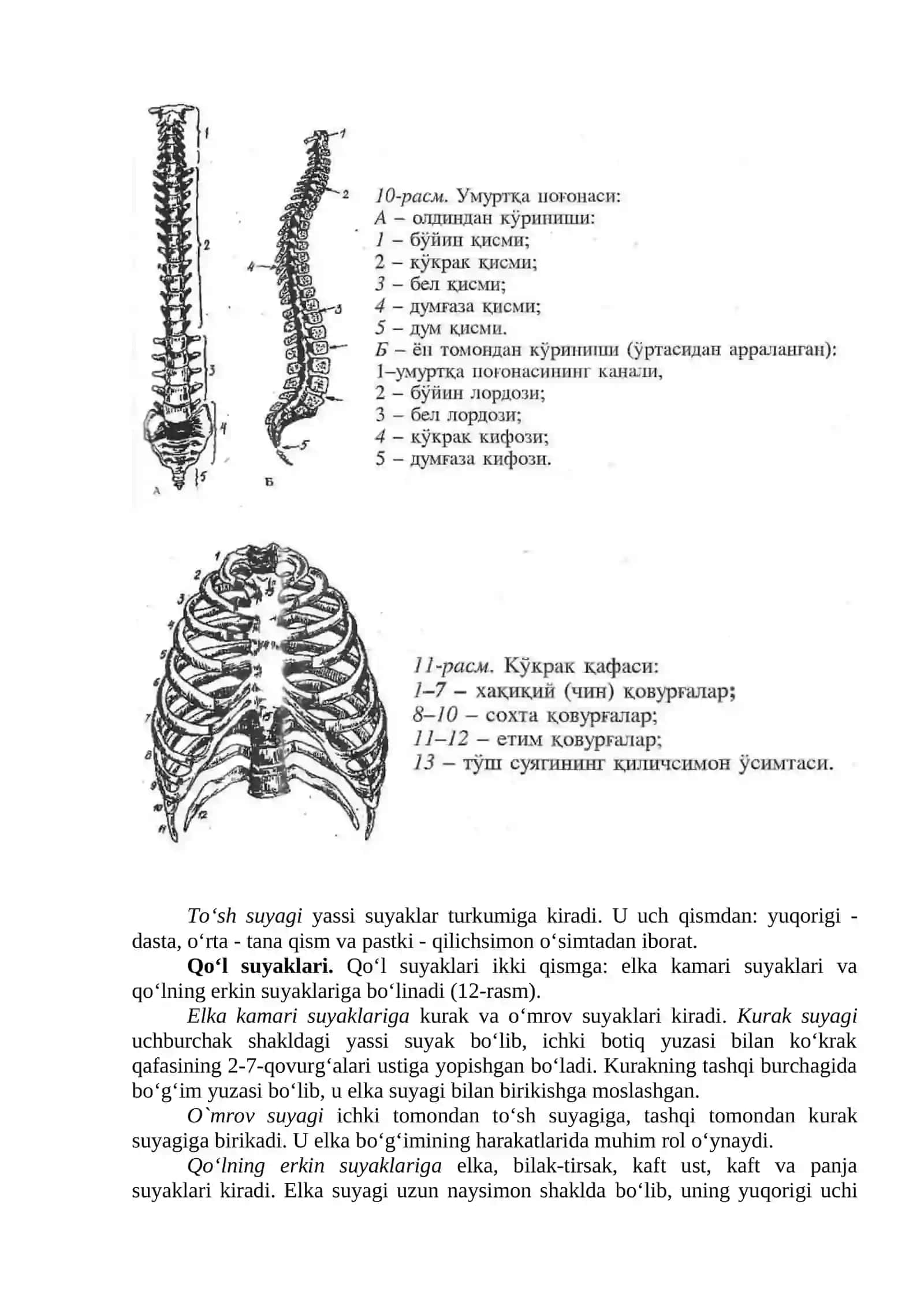 Harakat tayanch tizimi 4