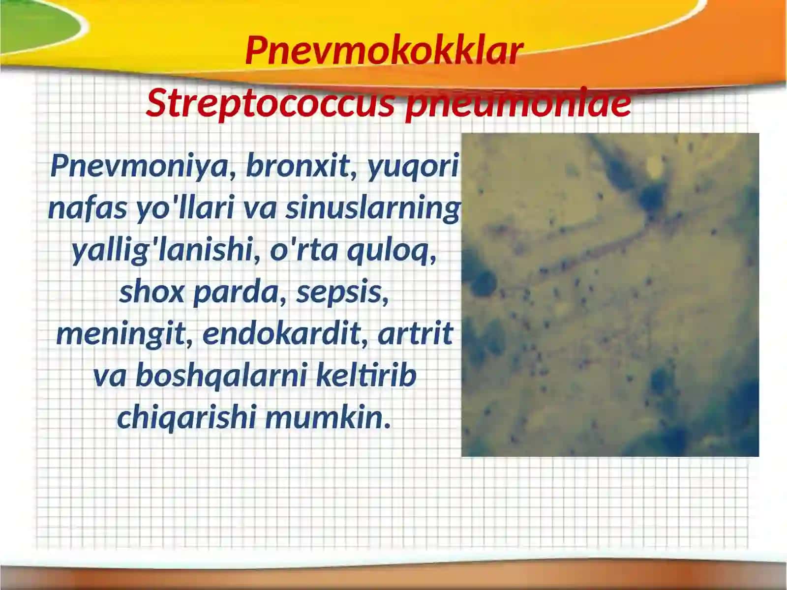 Shartli patogen anaerob kokklar va veylonellalar 4
