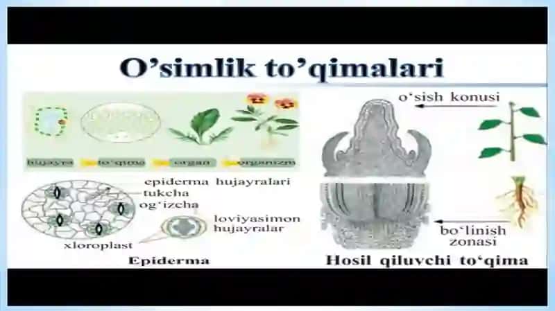 O‘simlikto‘qimalari 4