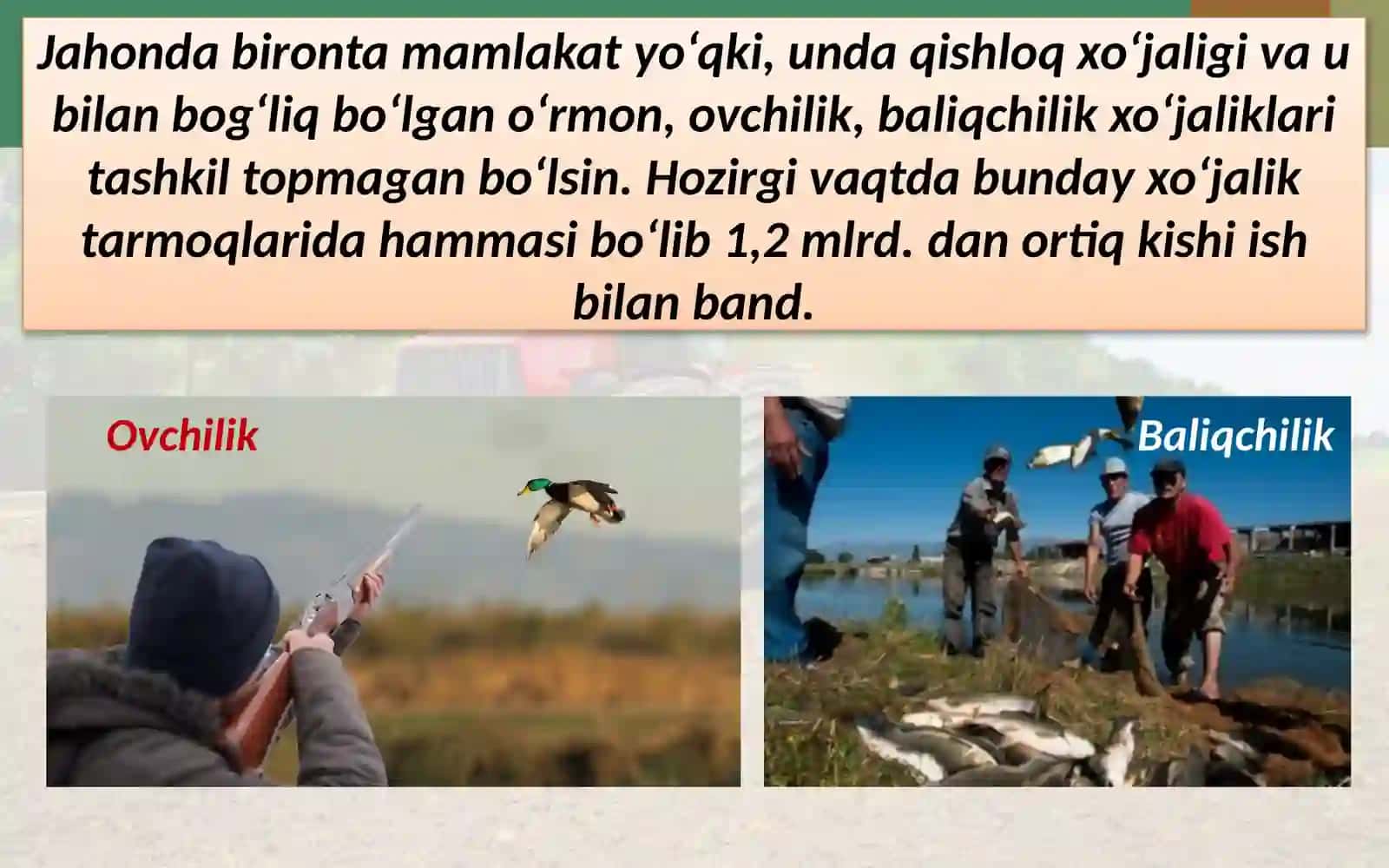 QISHLOQ XO‘JALIGI TARMOQLARINING JOYLANISHI 4