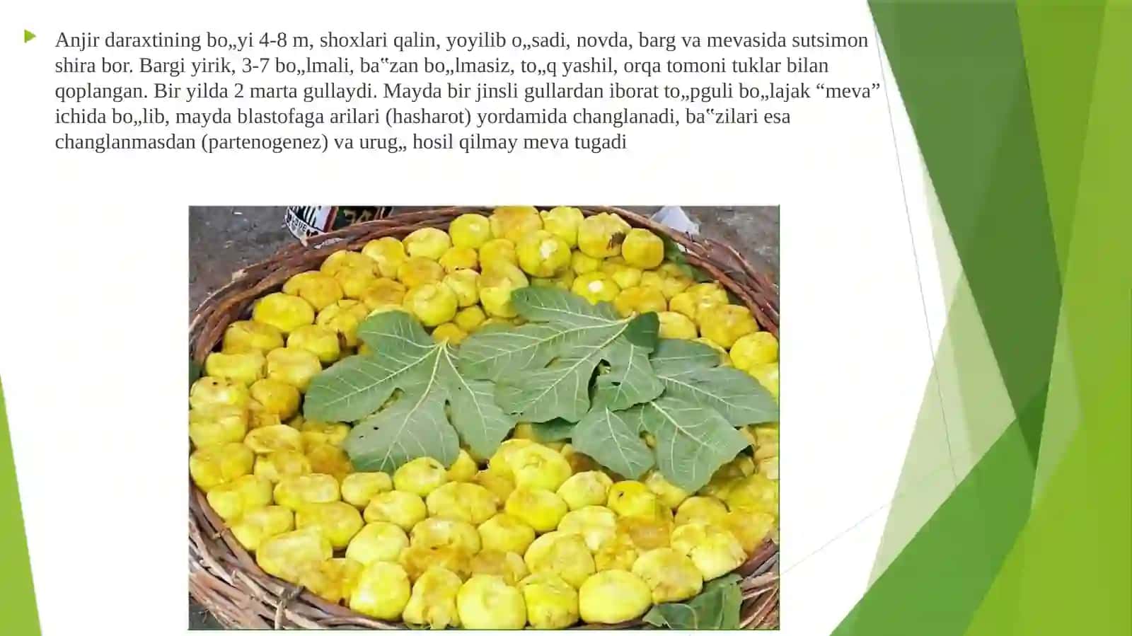 ANJIR QURITISH TEXNOLOGIYASI 4