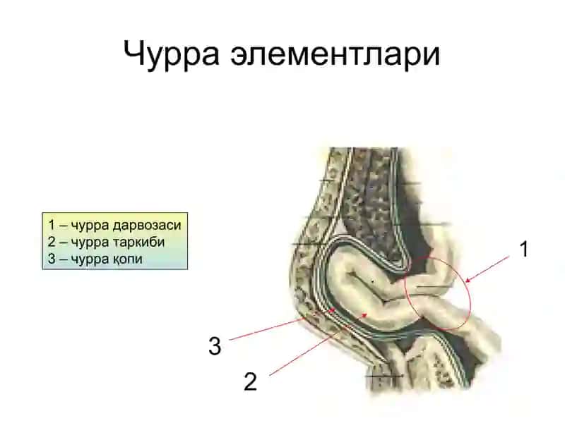 Чуринчурралар 4