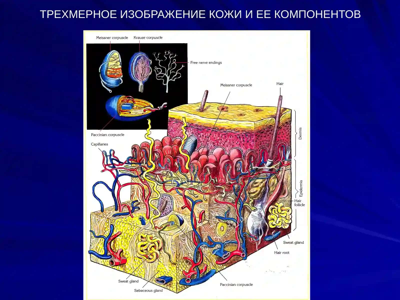Кожа идиҳотельная система 4