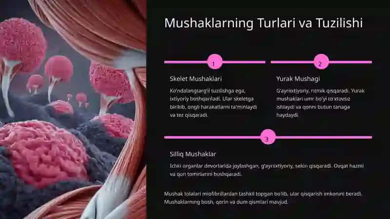 Skelet Mushaklarining Umumiy Tuzilishi 4