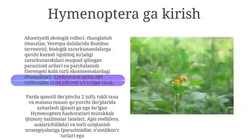 Parda qanotlilar turkumi Hymenoptera 4