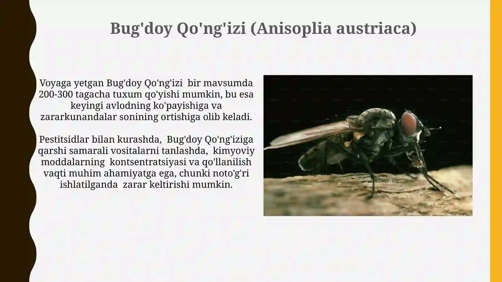 Bugdoyga zarar keltiruvchi hashorotlar 4