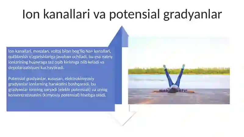 Tinchlik va harakat potensiali 4