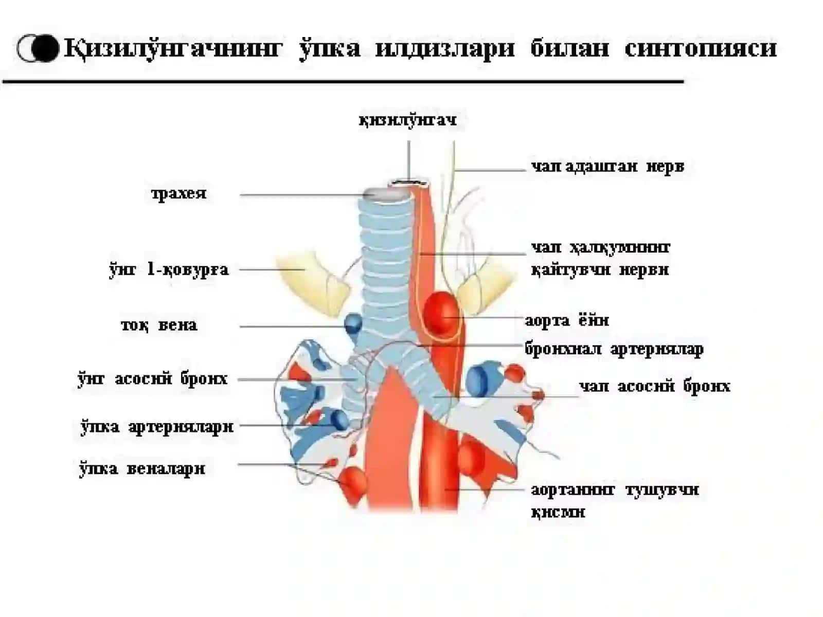 ҚИЗИЛЎНГАЧНИНГ ХИРУРГИК КАСАЛЛИКЛАРИ 4