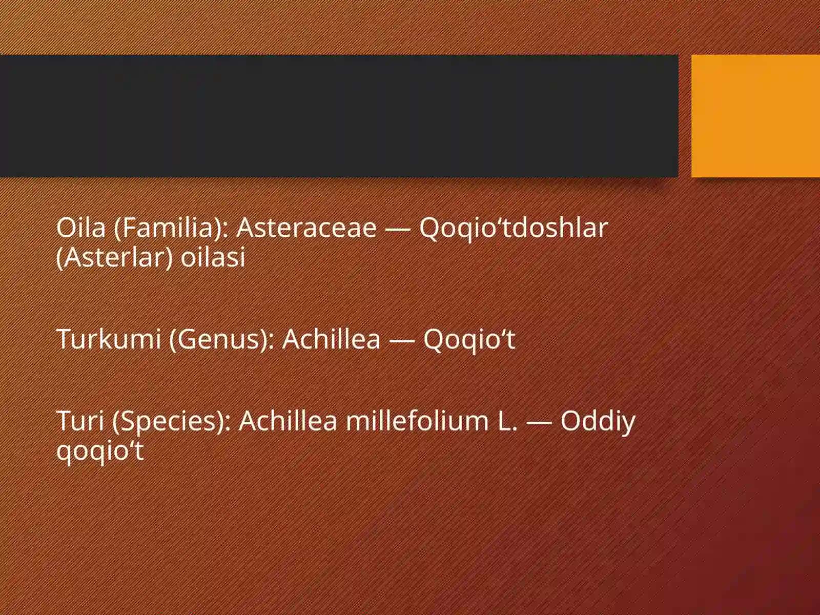 Oddiy Boymadaron (Achillea millefolium) 4