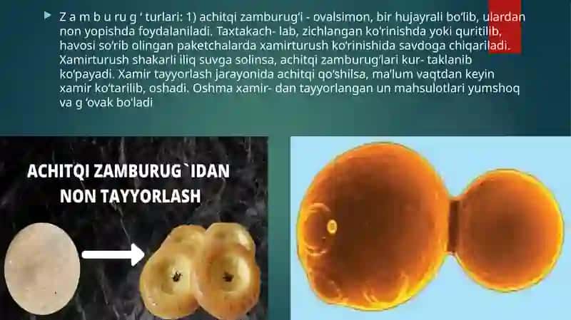 Zamburug‘larning tuzilishi 4