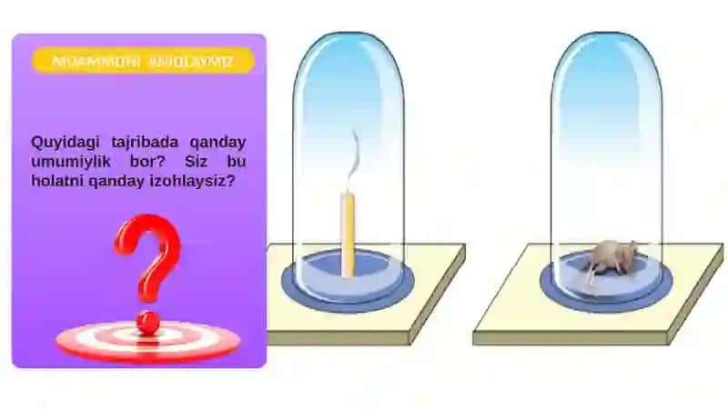 Odamvahayvonlarining nafas olishi 4