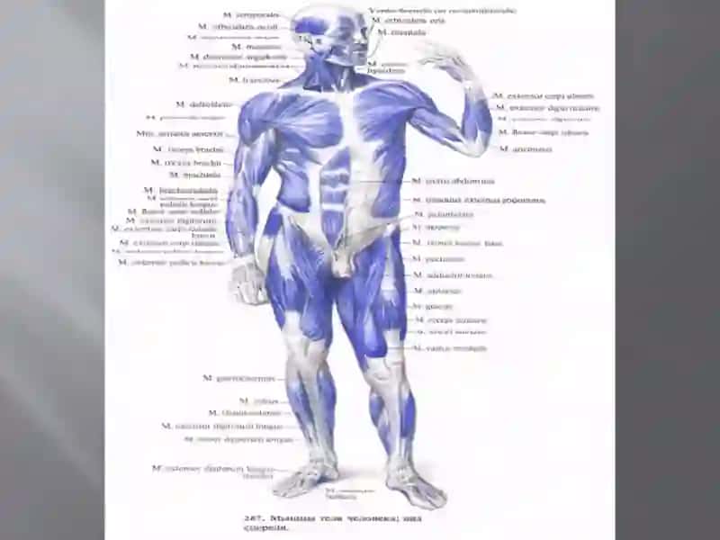 The doctrine about muscles. Muscles and fastion of a breast, stomach and back. Diaphragm. Topographical anatomy of a stomach. 4